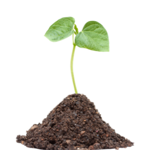 Seeds