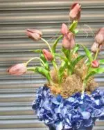 Twilight Glow - Image 2