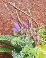 Sunrise Blossom - Image 3